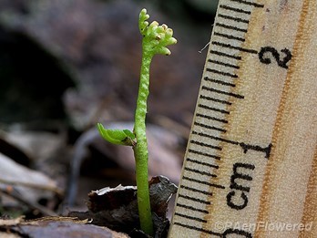 Plant form with ruler for scale